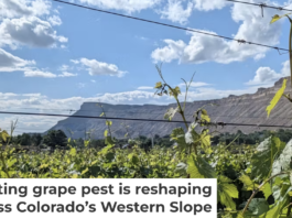 Colorado’s $3.9 billion wine industry is threatened by a tiny aphid. Courtesy of Charlotte Oliver